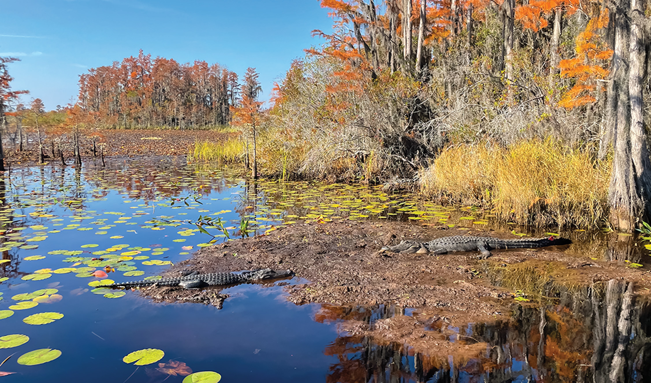 Alligators in swamp