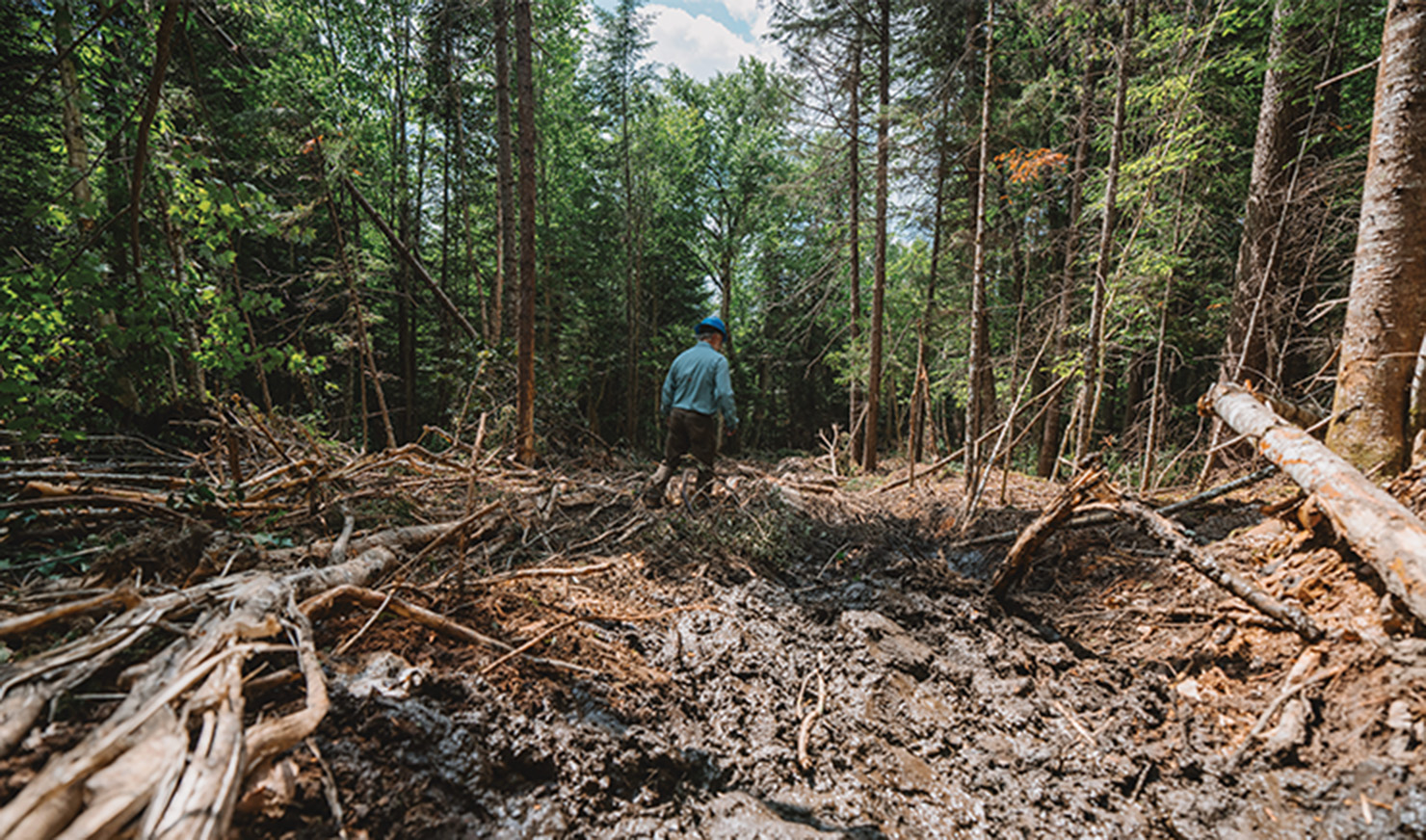man logging in the forest