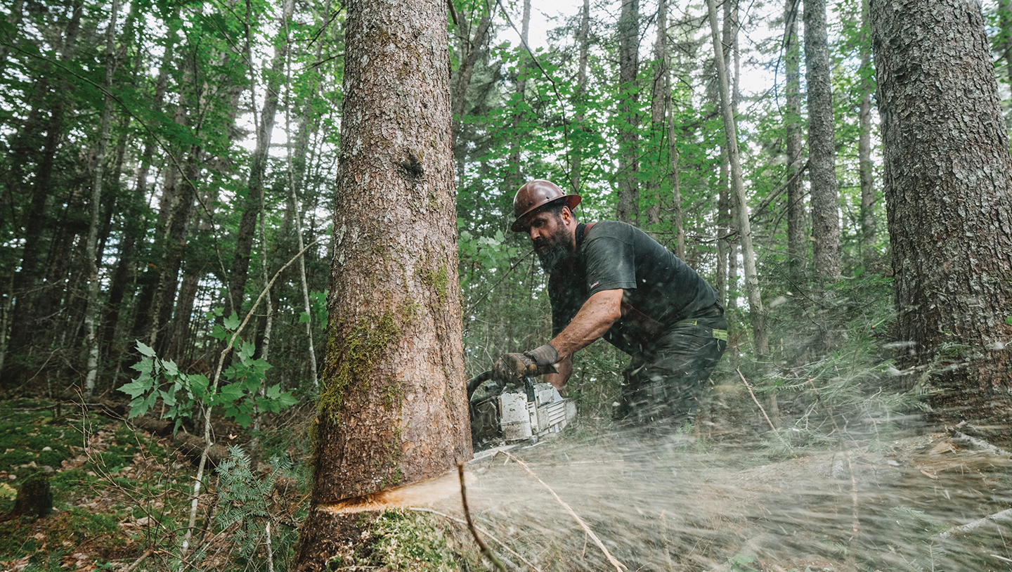 man sawing tree