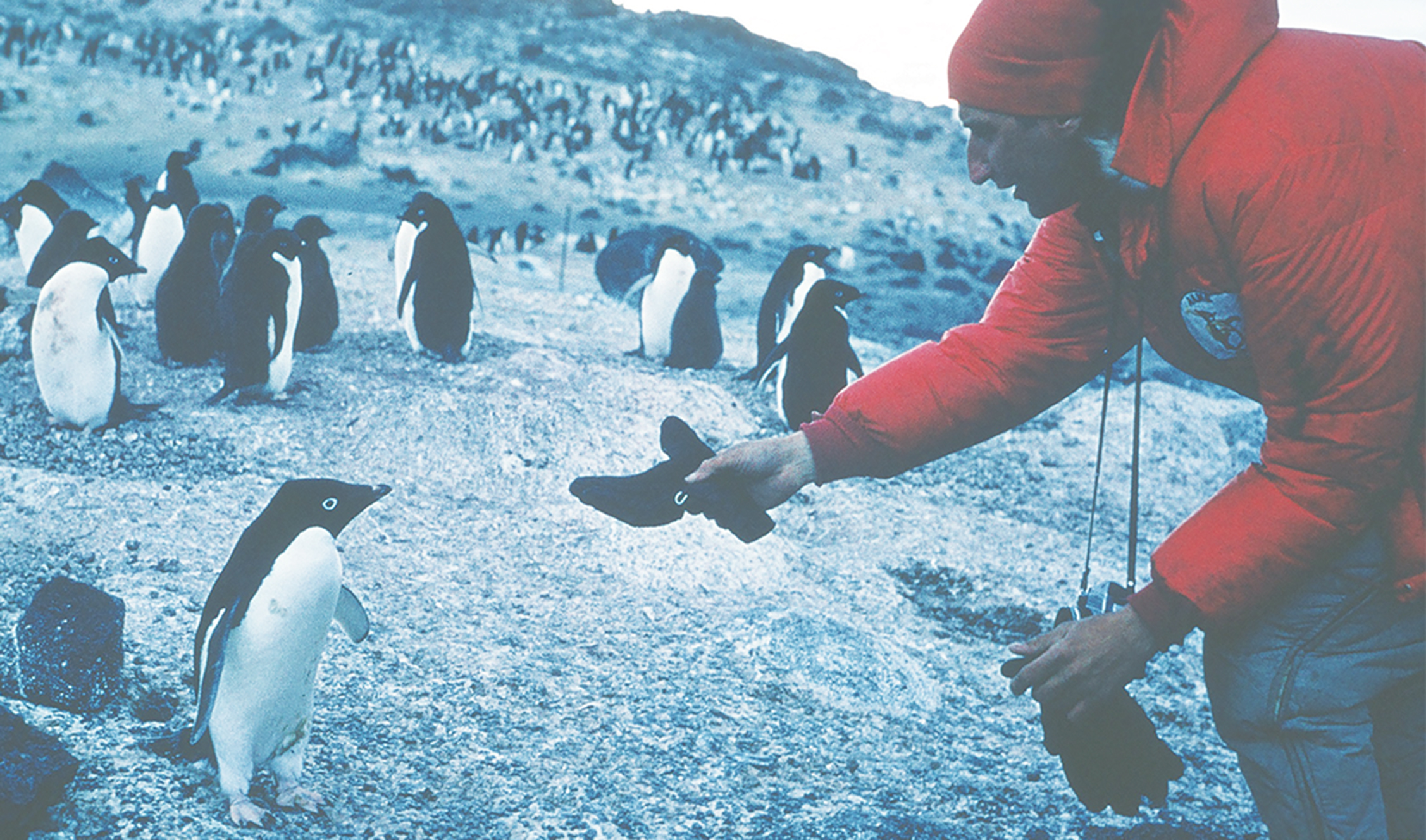 Man and penguins