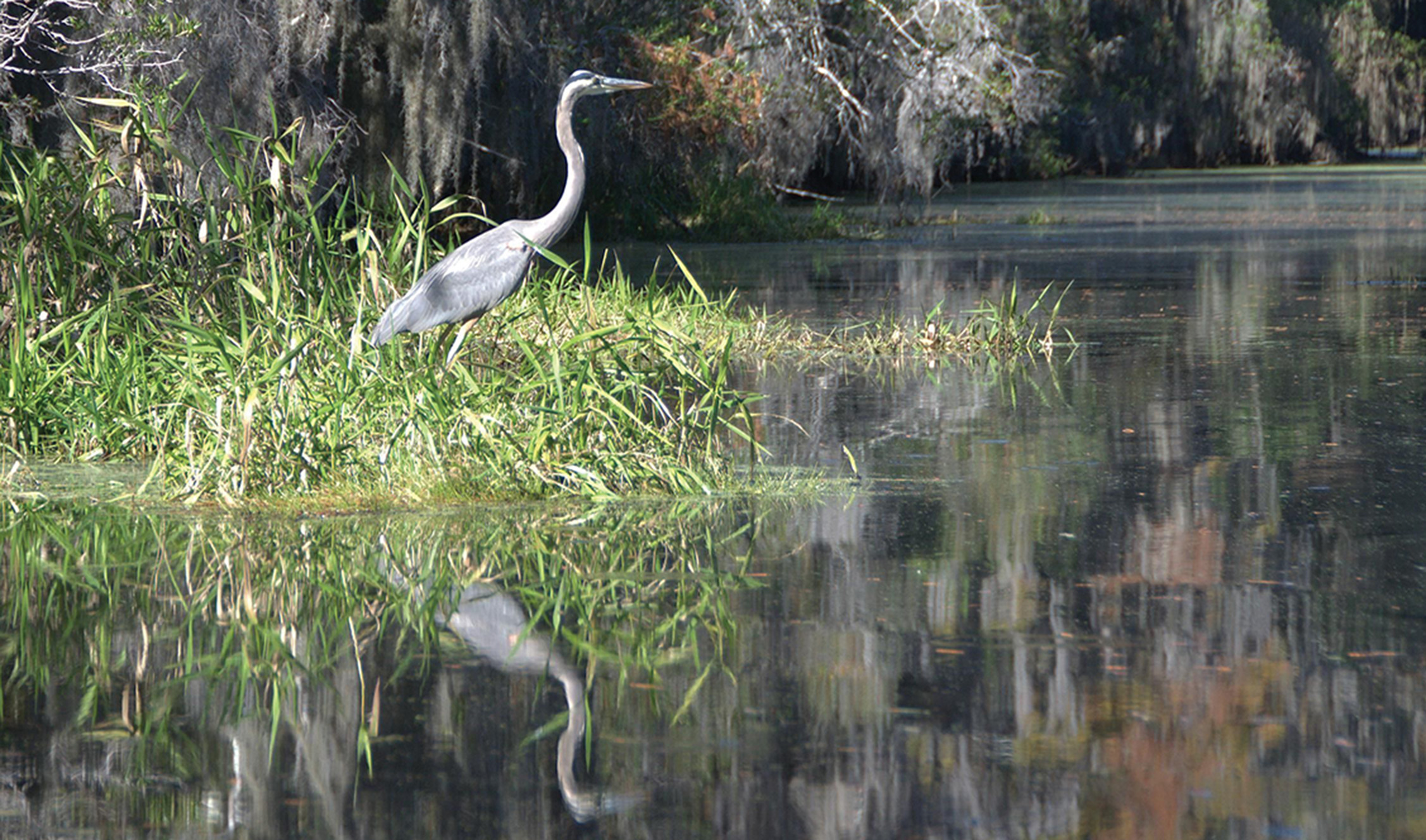 Great Blue Heron