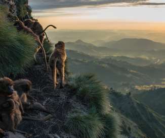 Ethiopian Highlands Gelada Monkeys