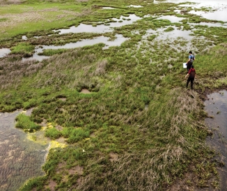 Two people wading into salt marsh