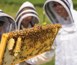 Three people in beekeeping suits with bees in hive frame