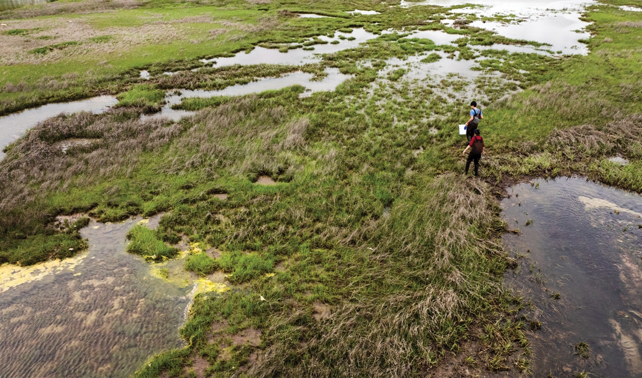 Two people wading into salt marsh