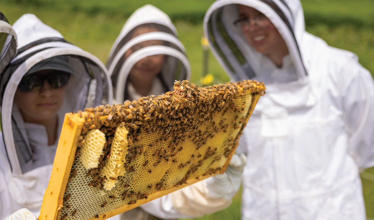 Three people in beekeeping suits with bees in hive frame
