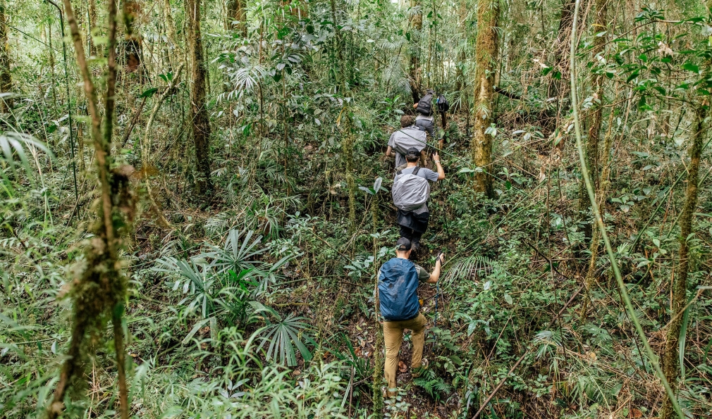 People hiking in woods