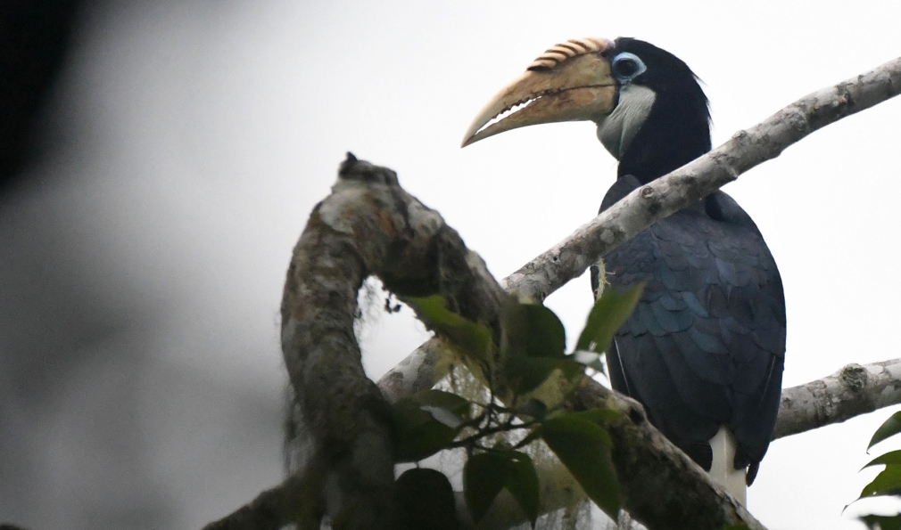 Bird on branch