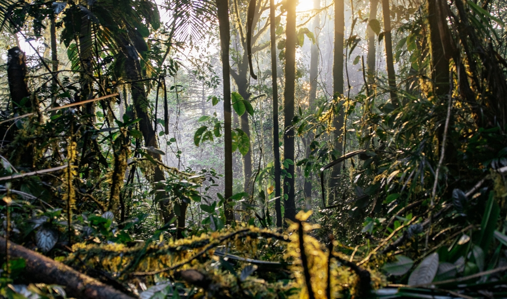 Sunlight in forest
