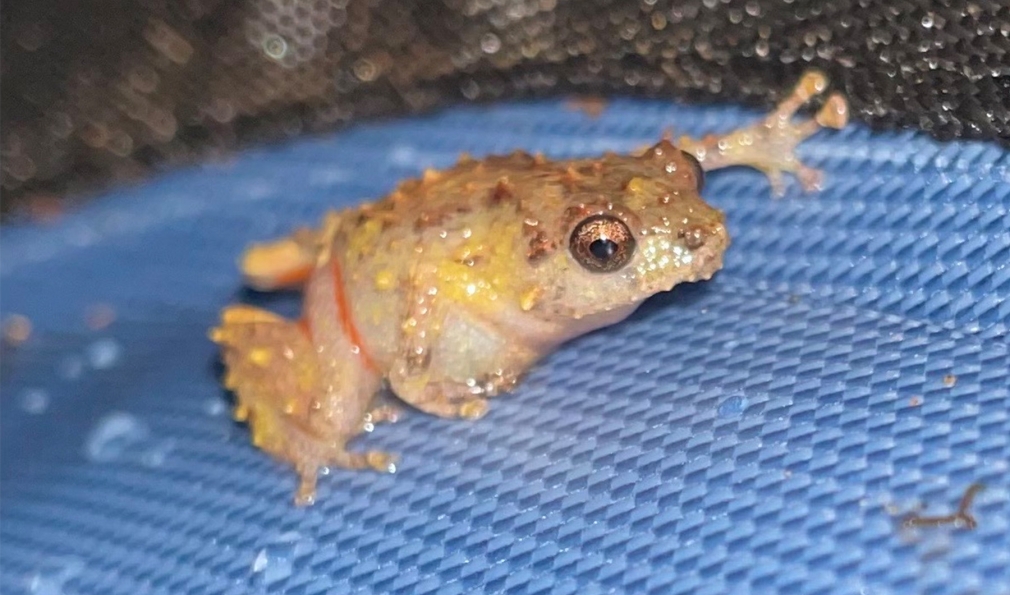 Frog