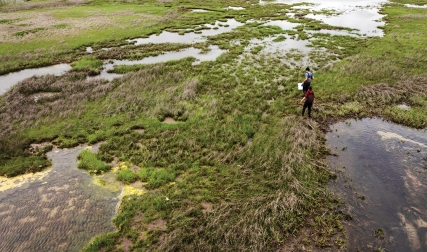 Two people wading into salt marsh