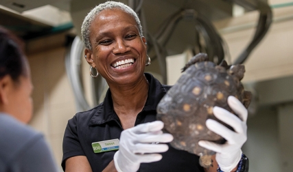 Woman wearing gloves, holding tortoise