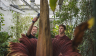 Two people and corpse flower